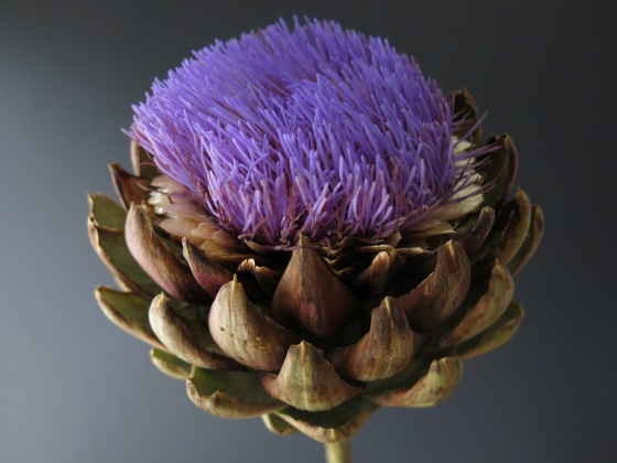 Artichoke flower.  They make a statement all on their own.