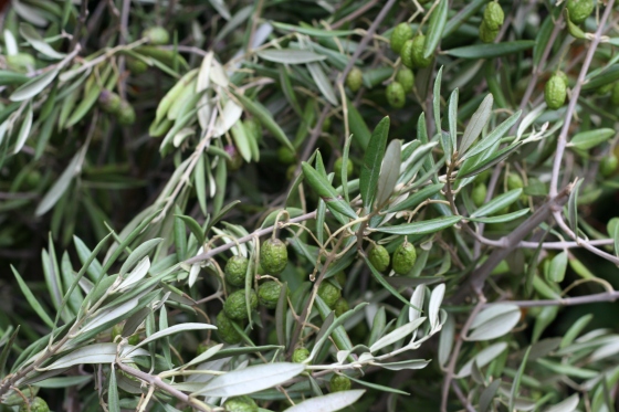 Gorgeous olive branches